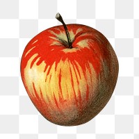 PNG Apple, vintage vegetable illustration, transparent background.  Remixed by rawpixel. 