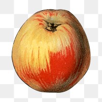 PNG Peach, vintage fruit illustration, transparent background.  Remixed by rawpixel. 