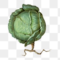 PNG Cabbage, vintage vegetable illustration, transparent background.  Remixed by rawpixel. 