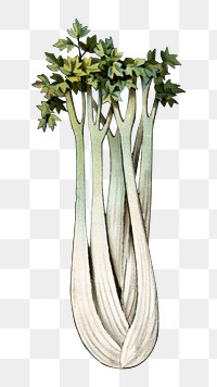 PNG Leek, vintage vegetable illustration, transparent background.  Remixed by rawpixel. 