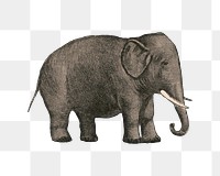 PNG Elephant, vintage animal illustration, transparent background.  Remixed by rawpixel. 