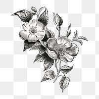 PNG Vintage flower, botanical illustration by Currier & Ives, transparent background.  Remixed by rawpixel. 