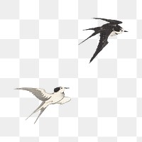 PNG Flying swallow birds, vintage animal illustration by Nampei, transparent background.  Remixed by rawpixel. 
