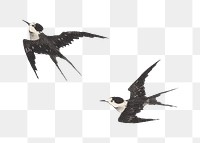 PNG Flying swallow birds, vintage animal illustration by Nampei, transparent background.  Remixed by rawpixel. 