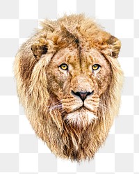 Lion png collage element, transparent background