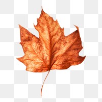 Autumn maple leaf png collage element, transparent background