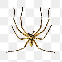 Huntsman spider png collage element, transparent background