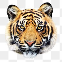 Sumatran tiger png collage element, transparent background