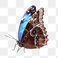 Blue butterfly png collage element, transparent background