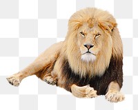 Lion png collage element, transparent background