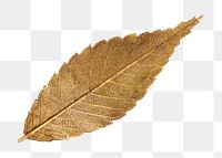 Golden leaf png, transparent background