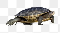 Sea turtle png collage element, transparent background