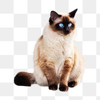 Siamese cat png collage element, transparent background