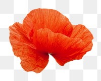 Red poppy flower png, transparent background