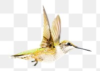 Flying hummingbird png, collage element, transparent background