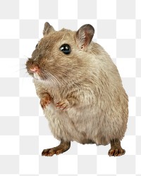 Hamster pet png collage element, transparent background