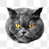 Grey cat png collage element, transparent background