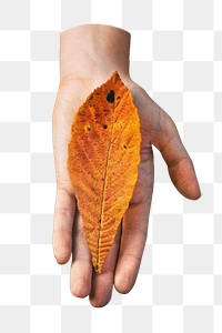 Hand giving autumn leaf  png, transparent background