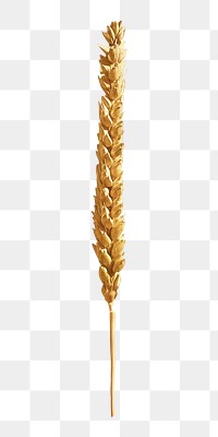 Wheat png collage element, transparent background