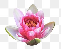 PNG Water lily , collage element, transparent background