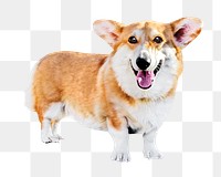 Png Pembroke Welsh Corgi dog element, transparent background