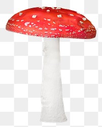 Fly amanita mushroom png, transparent background