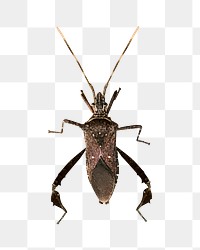 Png Leaf footed bug element, transparent background