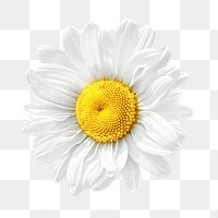 White daisy png flower, transparent background