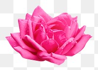 Pink rose png flower, transparent background