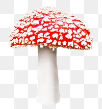 Poisonous mushroom png, transparent background