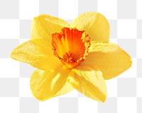 Yellow orchid flower png collage element, transparent background