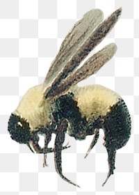 Png vintage bee illustration on transparent background