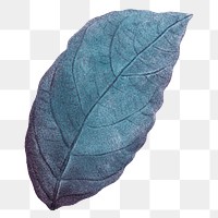 Png vintage leaf illustration on transparent background