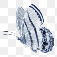 Png blue butterfly vintage illustration on transparent background