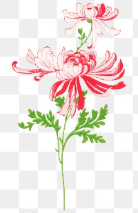 Vintage chrysanthemum png flower aesthetic, transparent background