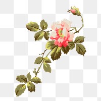 Aesthetic vintage png flower painting, transparent background