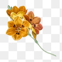 Png vintage yellow freesia, transparent background