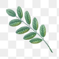 Png leaf illustration, transparent background