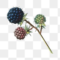 Png blackberry illustration, transparent background