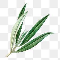 Png green leaf illustration, transparent background