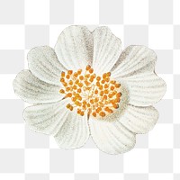 Png vintage daisy illustration, transparent background
