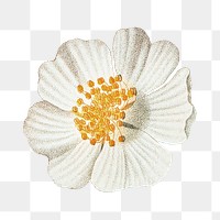 Png vintage daisy illustration, transparent background