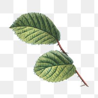 Png green leaf illustration, transparent background