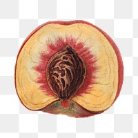 Png vintage peach illustration, transparent background