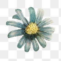 Png vintage flower illustration, transparent background