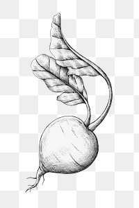 Png radish black and white illustration, transparent background