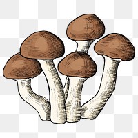 Png mushroom illustration collage element, transparent background