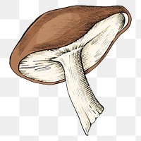 Png mushroom illustration collage element, transparent background