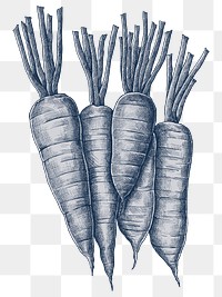 Png carrots illustration, transparent background