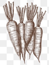 Png carrots illustration collage element, transparent background